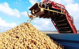 تنامي المقاطعة في أوروبا يهدد صادرات البطاطا الإسرائيلية...احتجاجات في برشلونة ودعوات ضد مباراة ريال مدريد ومكابي اليوم