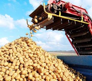 تنامي المقاطعة في أوروبا يهدد صادرات البطاطا الإسرائيلية...احتجاجات في برشلونة ودعوات ضد مباراة ريال مدريد ومكابي اليوم