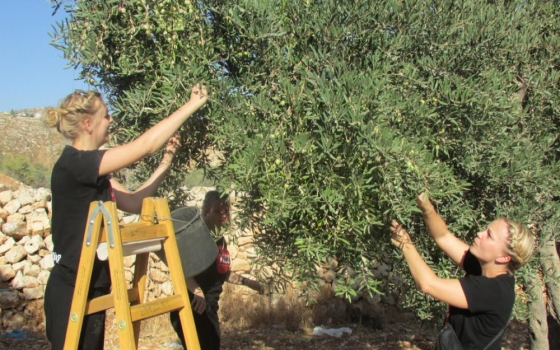 "التضامن الأيرلندي" تدعو للمشاركة في برنامج قطف الزيتون ✌️