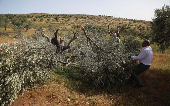 شبكة أصدقاء فلسطين تدين هجمات المستوطنين على أراضي الفلسطينيين