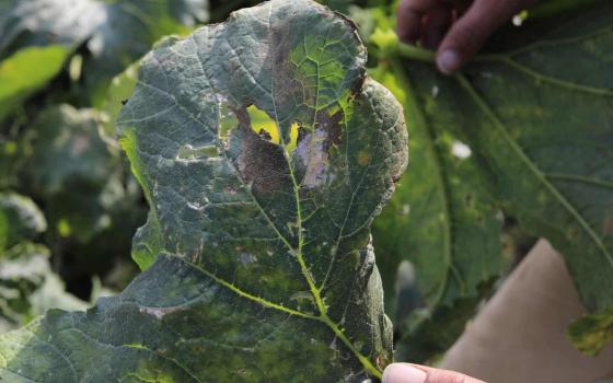 حركة المقاطعة تدعو لمحاسبة الاحتلال الإسرائيلي على تلويث بيئة غزة