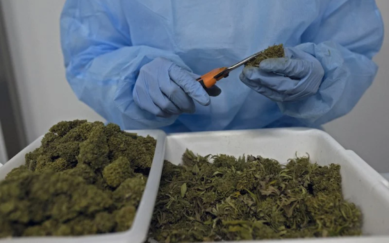 الاحتلال سيستعرض "المنافع العلاجية" للقنب الهندي في مؤتمر بالمغرب