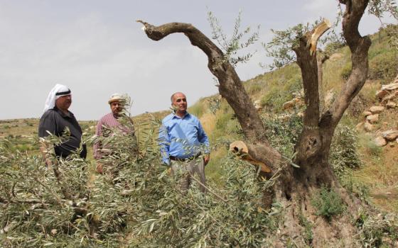 تشيلي.. الفدرالية الفلسطينية تدين اعتداءات المستوطنين على المزارعين الفلسطينيين