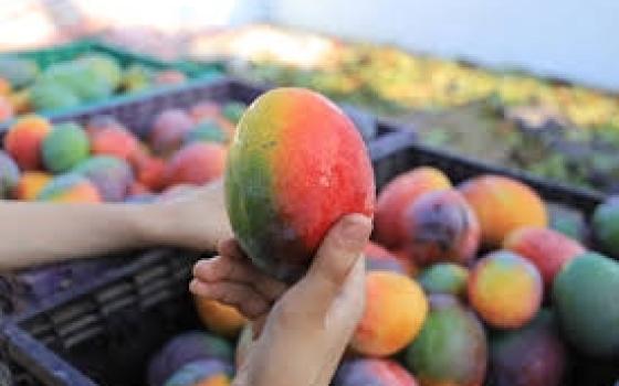 انهيار وشيك يضرب صادرات الزراعة الإسرائيلية...إلغاء حفل الكوميدي الإسرائيلي غاي هوشمان في نيويورك