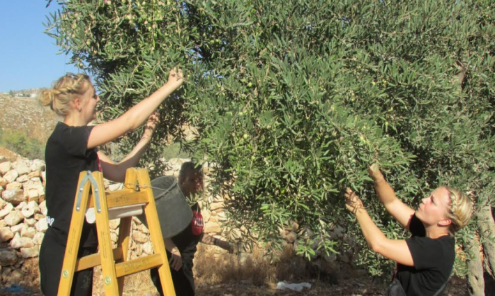 "التضامن الأيرلندي" تدعو للمشاركة في برنامج قطف الزيتون ✌️