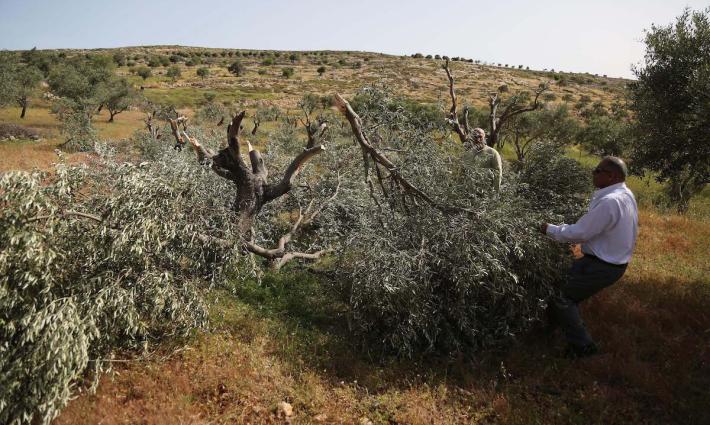 شبكة أصدقاء فلسطين تدين هجمات المستوطنين على أراضي الفلسطينيين