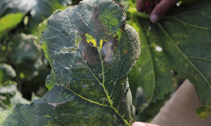 حركة المقاطعة تدعو لمحاسبة الاحتلال الإسرائيلي على تلويث بيئة غزة