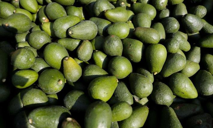 شركة إسرائيلية تستثمر في زراعة فاكهة الأفوكادو في المغرب