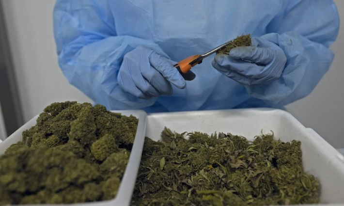 الاحتلال سيستعرض "المنافع العلاجية" للقنب الهندي في مؤتمر بالمغرب