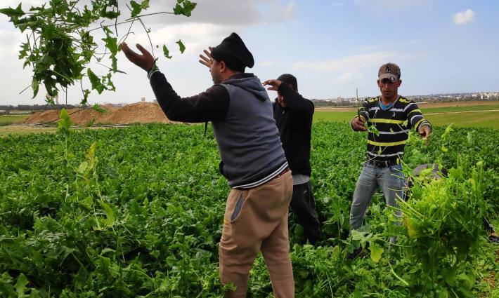 جمعية أوروبا فلسطين تدين استهداف الاحتلال الإسرائيلي للأراضي الرزاعية بغزة