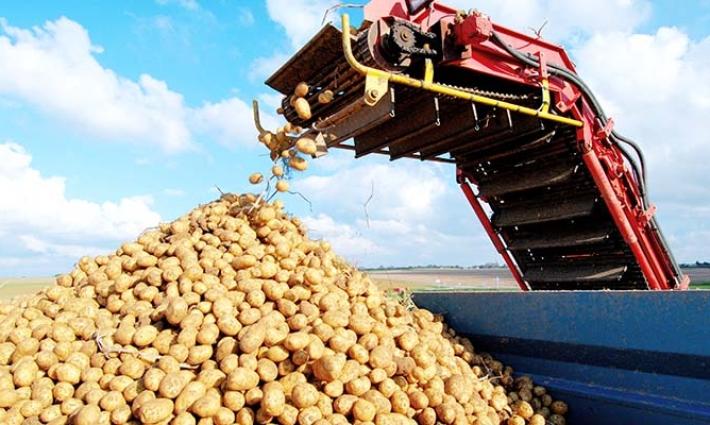 تنامي المقاطعة في أوروبا يهدد صادرات البطاطا الإسرائيلية...احتجاجات في برشلونة ودعوات ضد مباراة ريال مدريد ومكابي اليوم